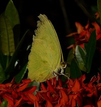 Efecto Mariposa